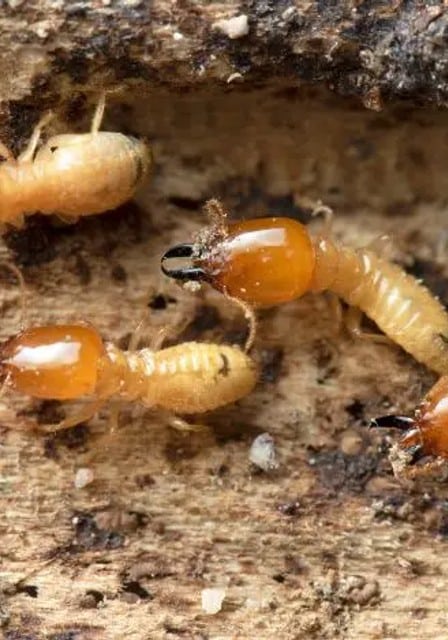 Termite Pest Control Services