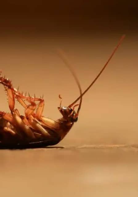 Cockroach Pest Control Services