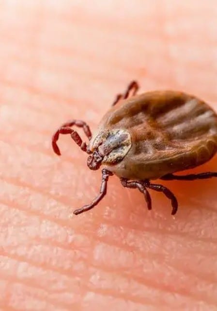 Ticks Pest Control Services