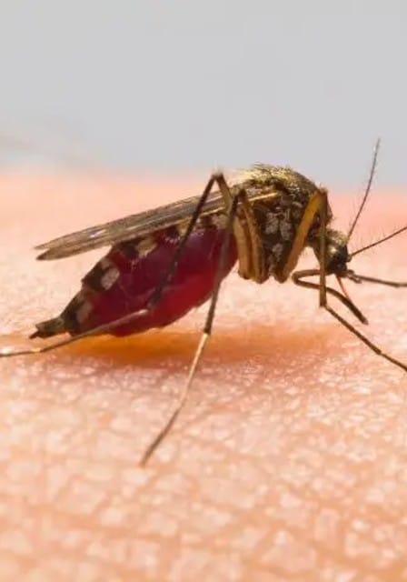 Mosquito Pest Control Services