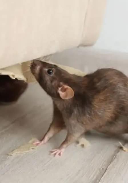 Rodent Pest Control Services